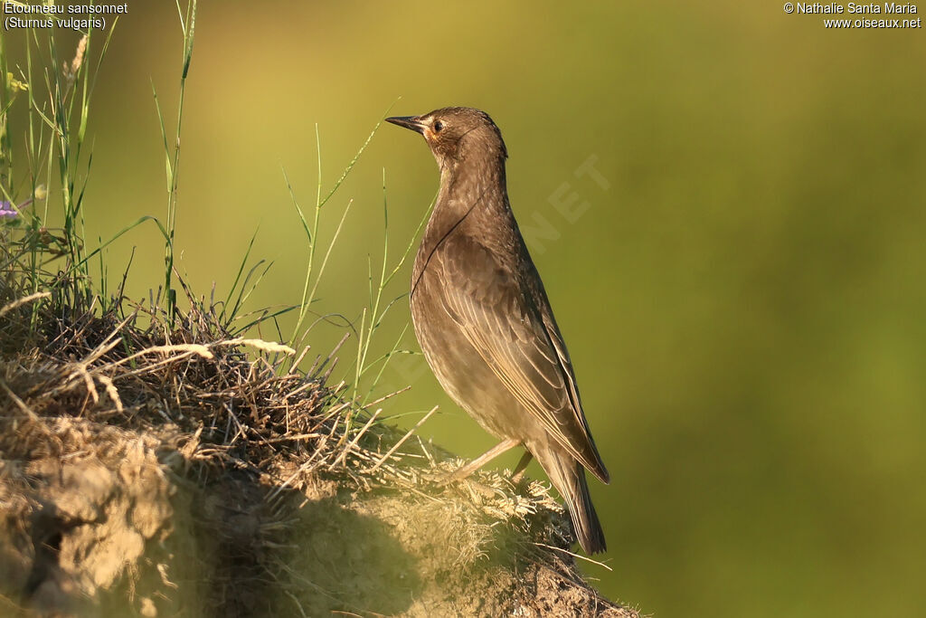 Common Starling juvenile, identification, pigmentation