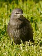 Common Starling