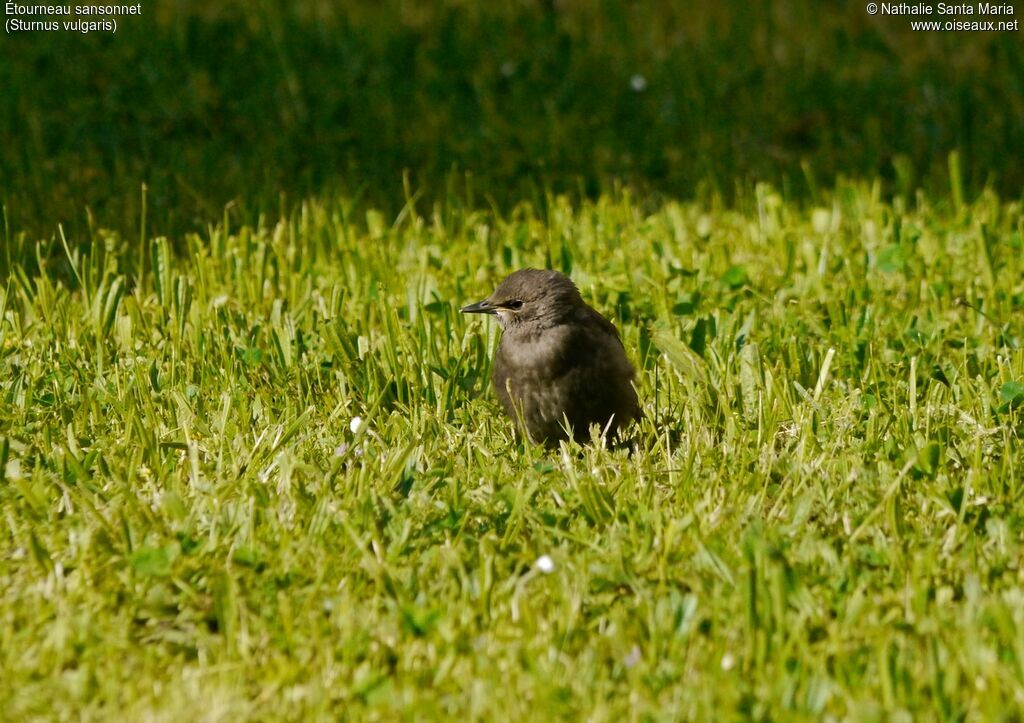 Étourneau sansonnetjuvénile, identification, habitat, Comportement