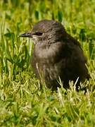 Common Starling