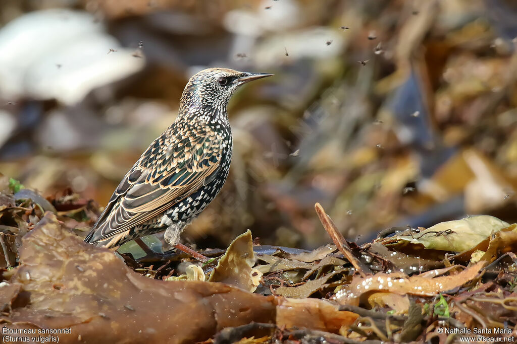 Common Starlingadult