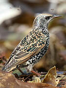 Common Starling