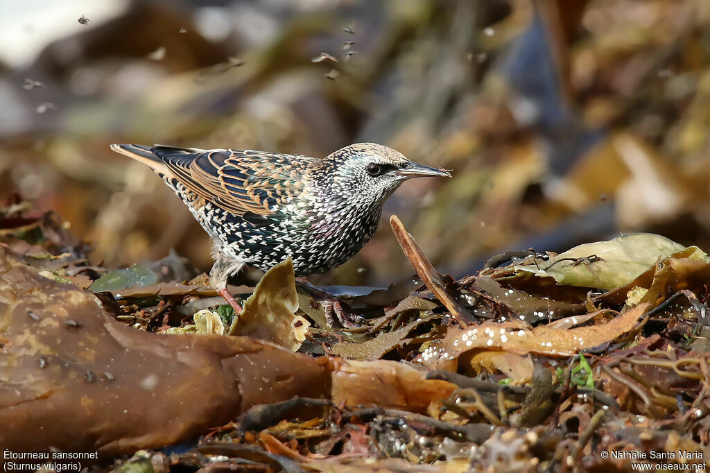 Étourneau sansonnetadulte, identification, régime