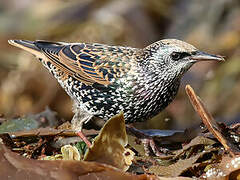 Common Starling