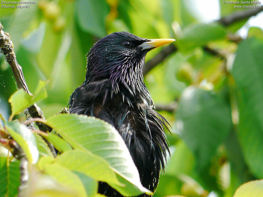 Étourneau sansonnetadulte nuptial, identification, habitat, Comportement