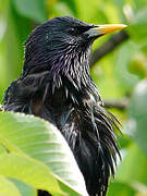 Common Starling