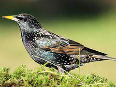 Common Starling