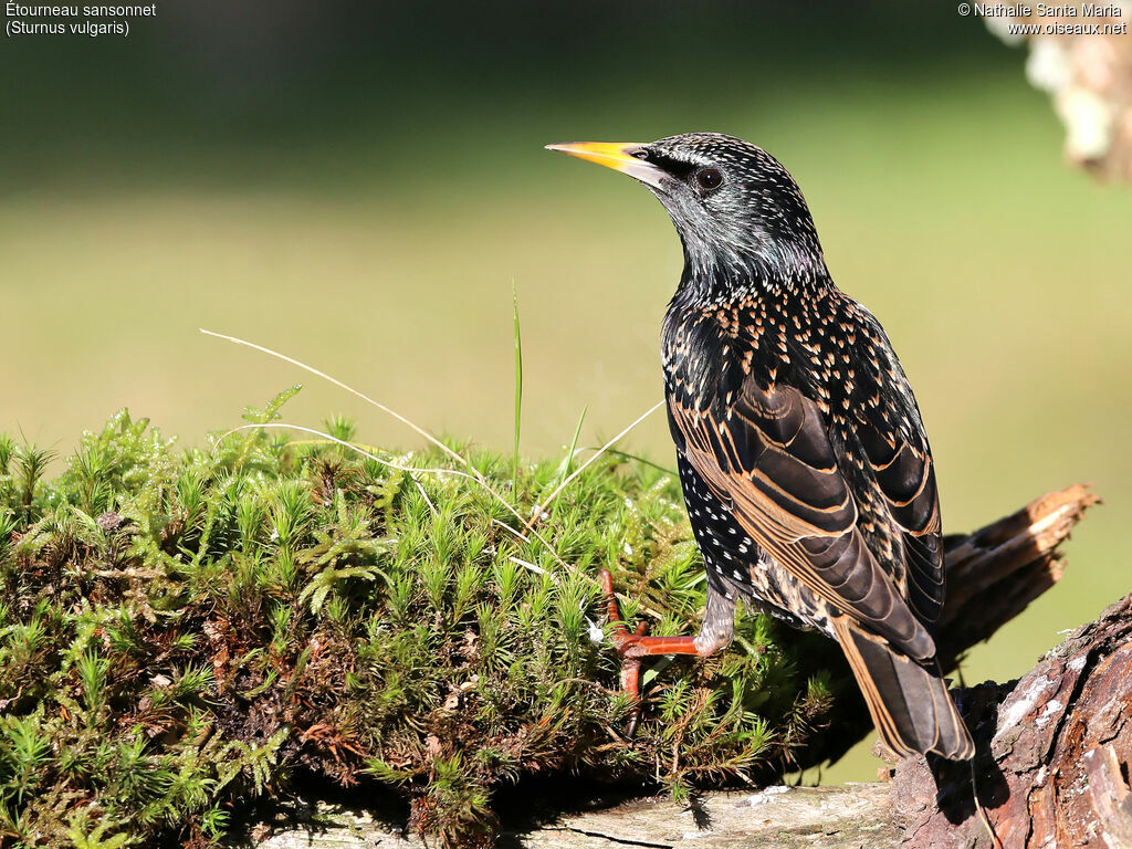 Étourneau sansonnetadulte, identification, Comportement