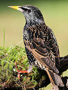 Common Starling