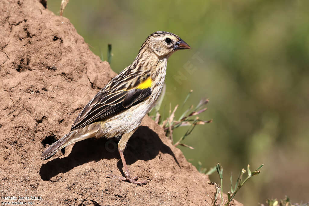 Yellow Bishop male adult post breeding, identification