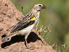 Yellow Bishop