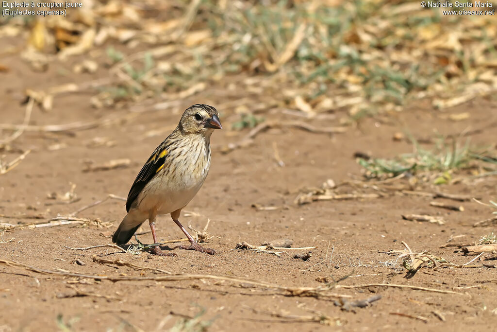 Yellow Bishop male adult post breeding, identification, habitat