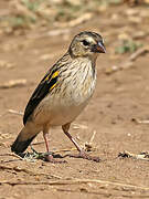 Yellow Bishop