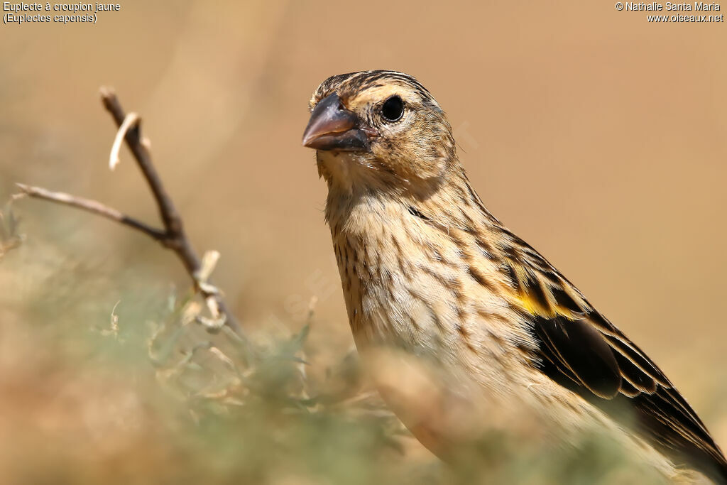 Yellow Bishop male adult post breeding, identification, close-up portrait