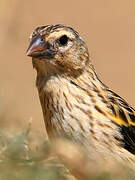 Yellow Bishop