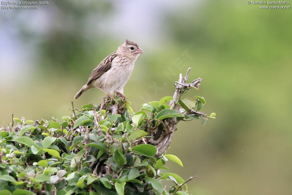 Euplecte à croupion jaune femelle adulte, habitat