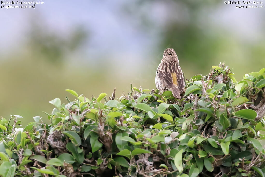 Euplecte à croupion jaune femelle adulte, habitat