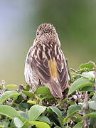 Yellow Bishop