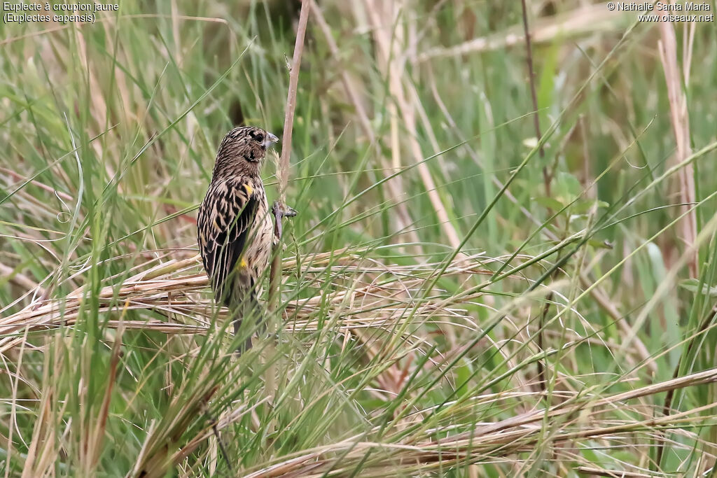 Yellow Bishop male adult transition, identification, habitat