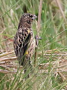 Yellow Bishop