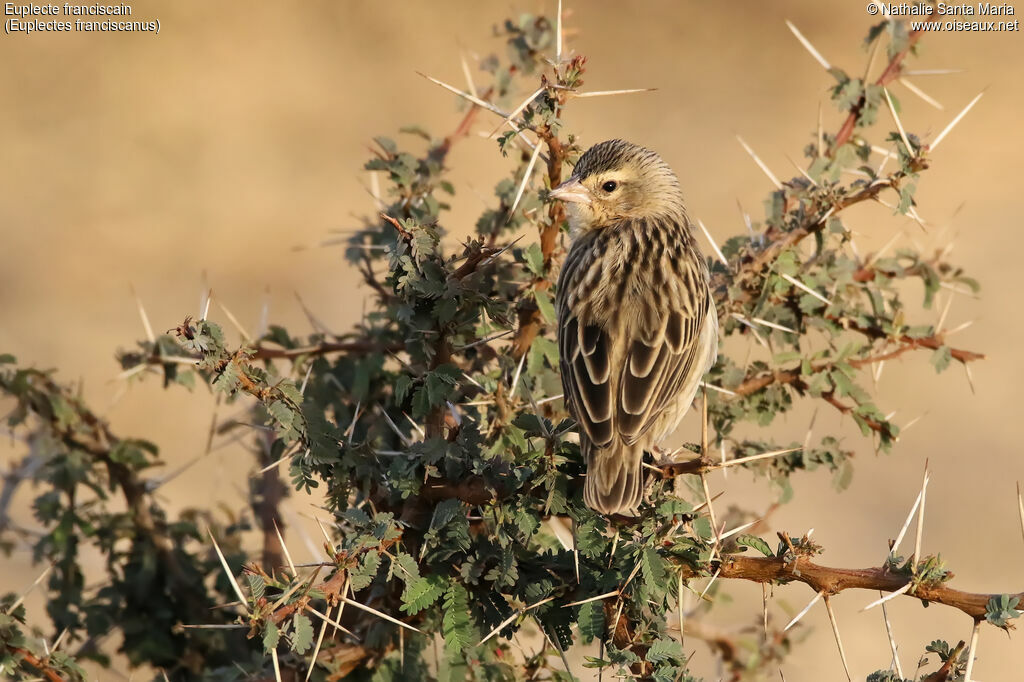 Euplecte franciscain femelle adulte, habitat