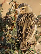 Northern Red Bishop