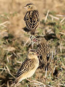 Northern Red Bishop