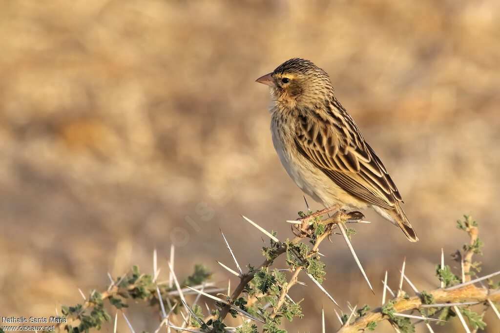 Northern Red Bishop female adult, identification