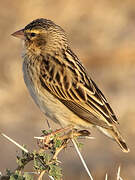 Northern Red Bishop