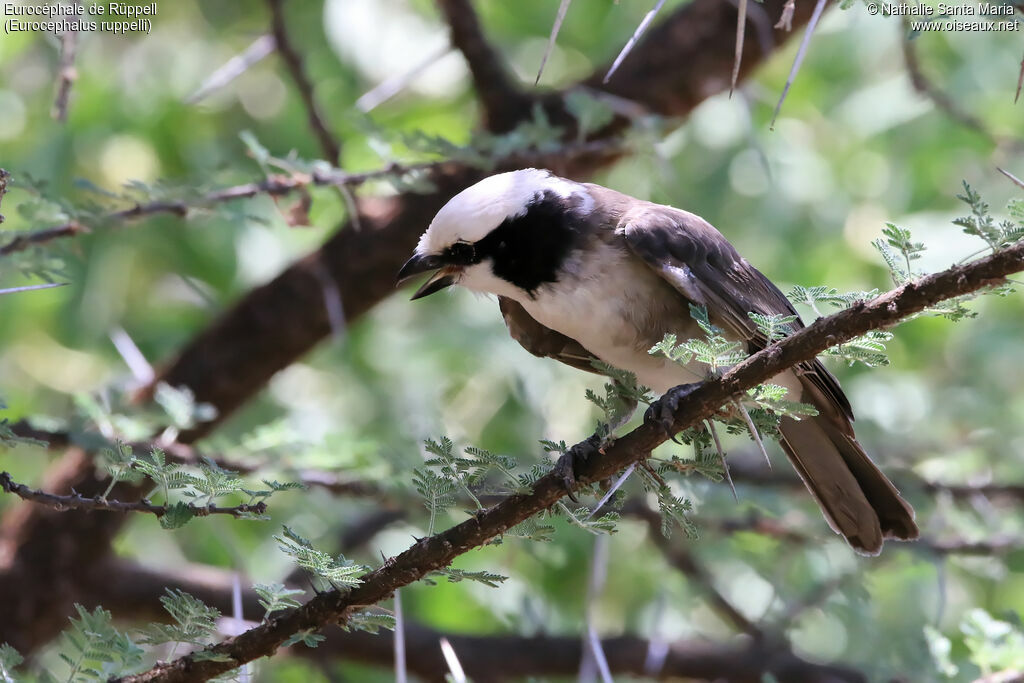 Northern White-crowned Shrikeadult, identification, habitat, song