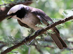 Northern White-crowned Shrike