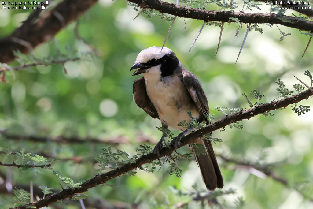 Northern White-crowned Shrikeadult, identification, habitat, song