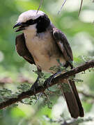 Northern White-crowned Shrike