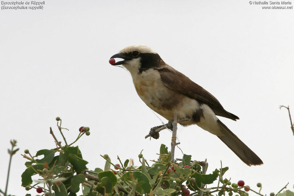 Northern White-crowned Shrikeadult, identification, feeding habits, eats