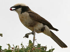 Northern White-crowned Shrike