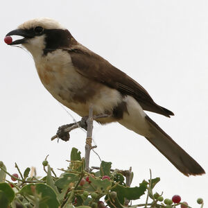 Eurocéphale de Rüppell