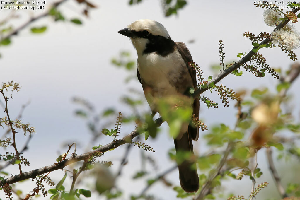 Northern White-crowned Shrikeadult, identification, habitat