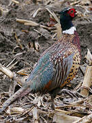 Common Pheasant