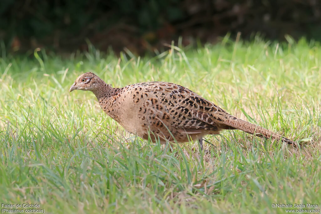 Faisan de Colchide femelle, identification, marche