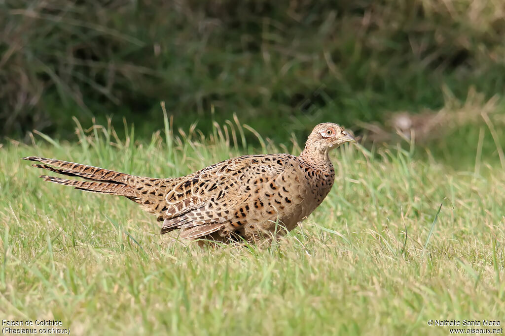 Common Pheasant female, identification, walking