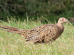 Common Pheasant