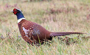 Common Pheasant