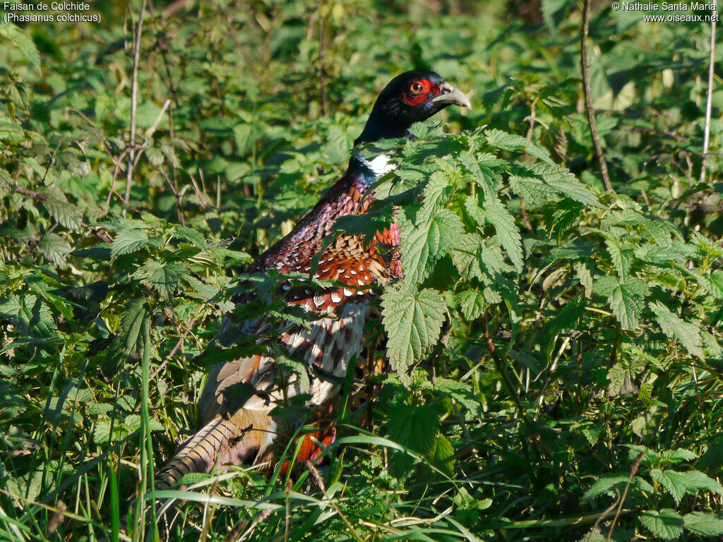 Common Pheasant male adult, identification, habitat, Behaviour