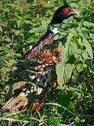 Common Pheasant