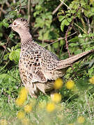 Common Pheasant