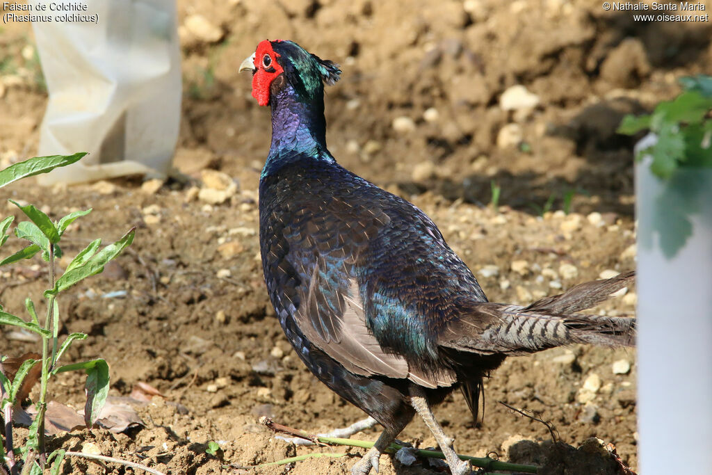 Common Pheasant male adult, identification, habitat, aspect, walking