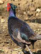 Common Pheasant