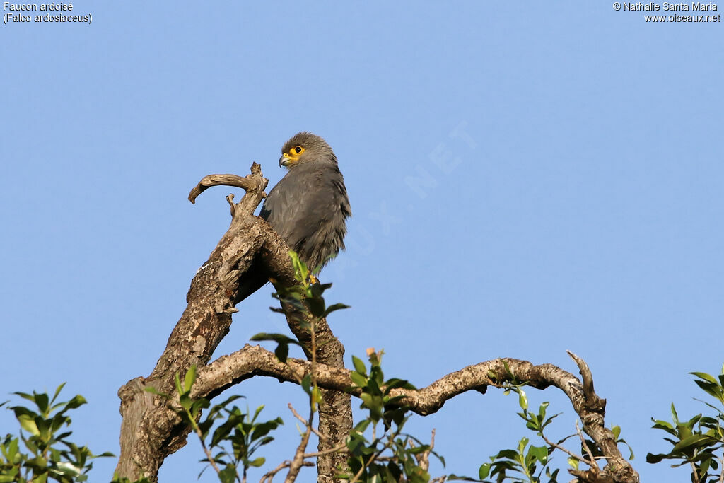 Faucon ardoiséadulte, identification, habitat, Comportement