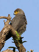 Grey Kestrel