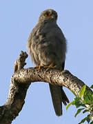 Grey Kestrel